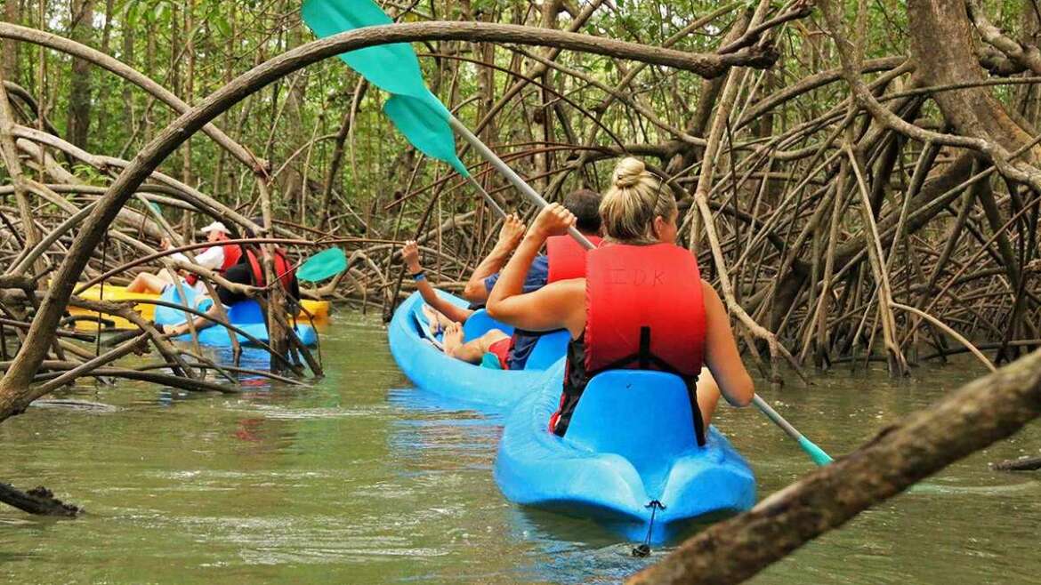 Mangrove Kayak Tour